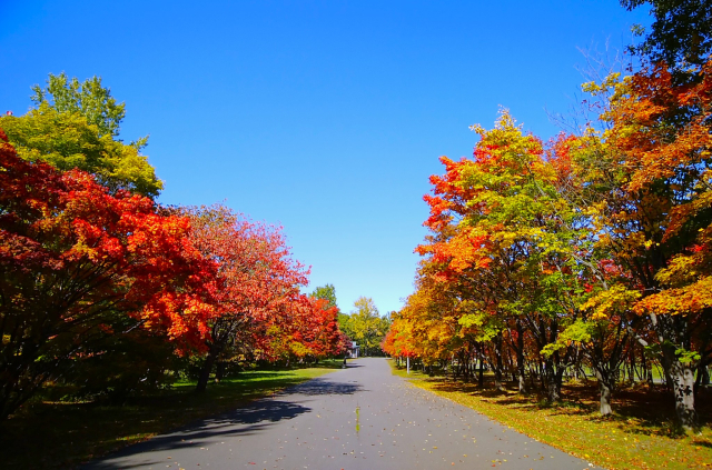 大阪紅葉狩り